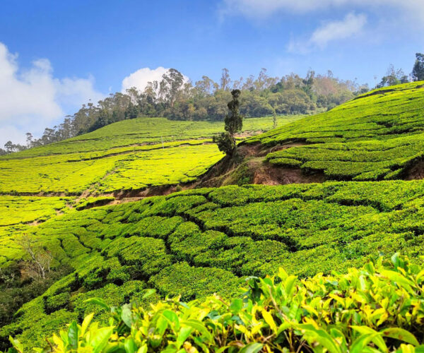 Mist, Tea & Timeless Tranquility