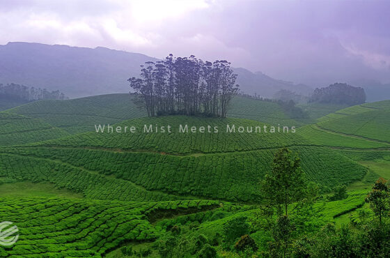 Munnar: Where Mist Meets Mountains